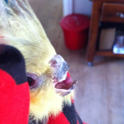 No photo for Beaky