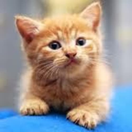 No photo for 4 X Ginger Kittens *Ready Feb 20th*
