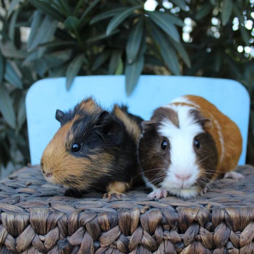 Pretzel and Top Deck