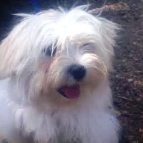 No photo for Brittany