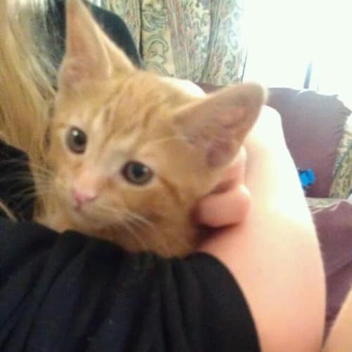 No photo for **On Trial With My New Family** Louie