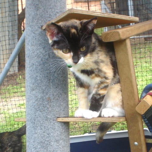 No photo for Pound Cats | Delilah