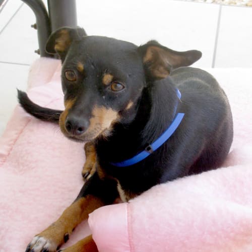 No photo for Vegemite