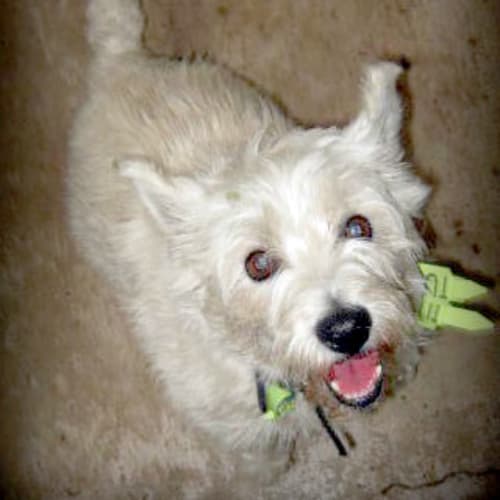 No photo for Porter (Application Pending)