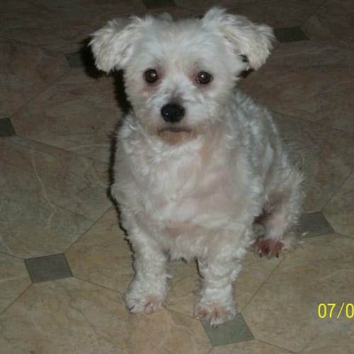 No photo for Dallas(on Trial)