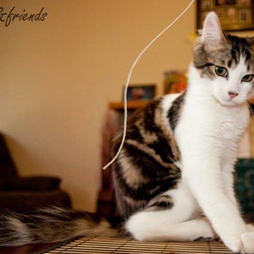 No photo for Taggerty