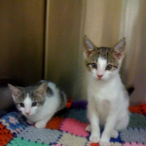 No photo for Tom & Jerry *Adoption Pending*