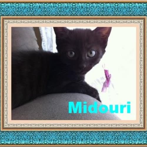 No photo for Midouri