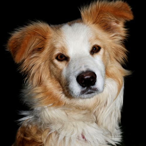 No photo for Belle I'm On Trial In My New Home