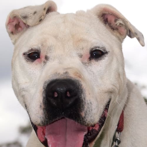 No photo for Simba * On Hold Adoption Pending *