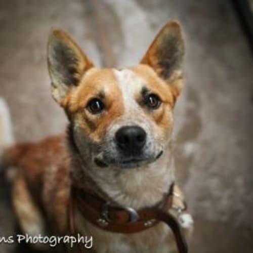 No photo for Foster Carer Needed Urgent