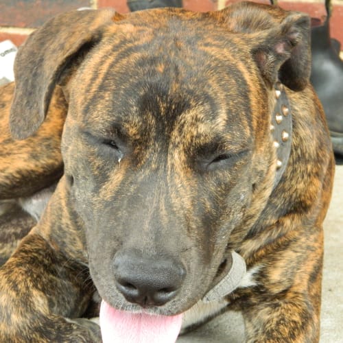 No photo for **On Trial In My New Home** Dino