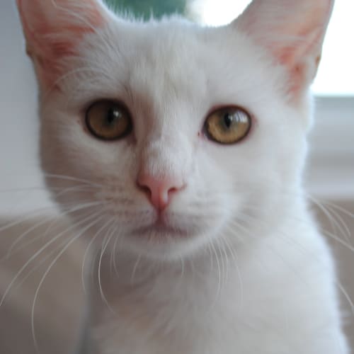 No photo for Tinkerbell *Still Available*