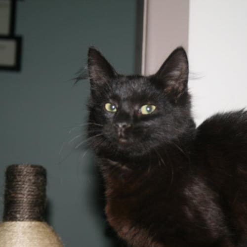 No photo for Sweetie