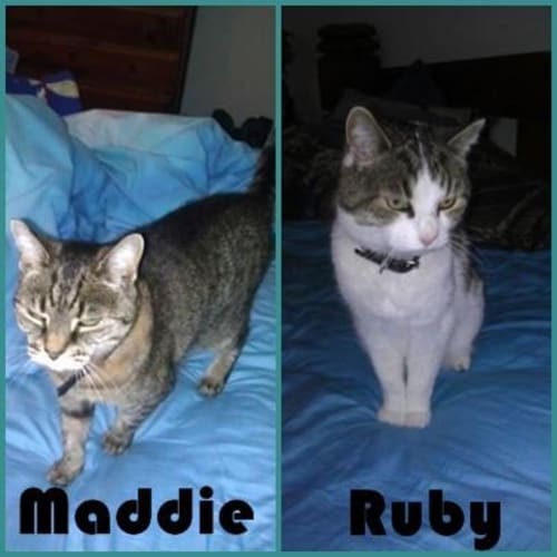No photo for Ruby & Maddie  We Have A Sponsor !Read Below