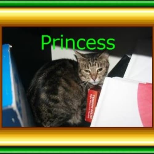 No photo for Princess