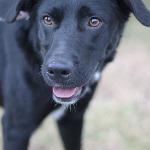 Shade - *Gone To Try Out Her New Home*