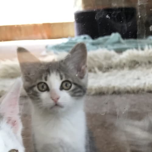 Diego