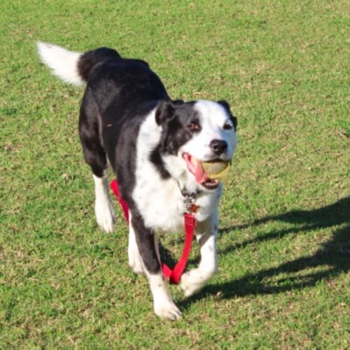 No photo for **On Trial With My New Family** Rocky