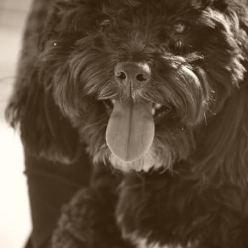 Brody *Adoption Pending*