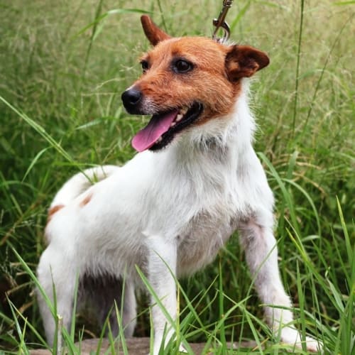 No photo for Rosie   On Hold