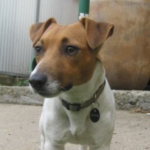 No photo for Denzel Adopted