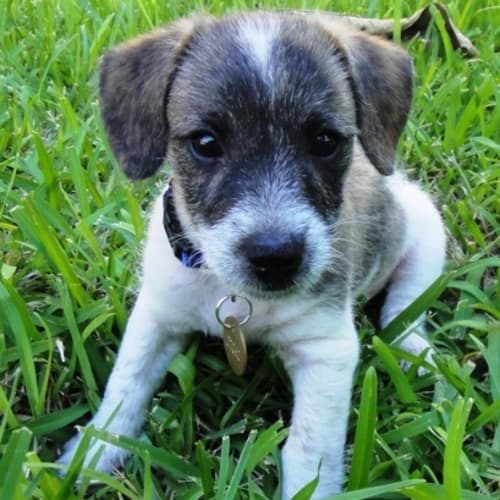 No photo for Bevan (D2050)