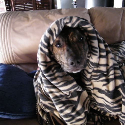 No photo for Tigger   Mr. Terrific