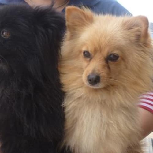 No photo for Lucky 725044