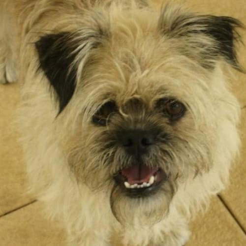 Ewok