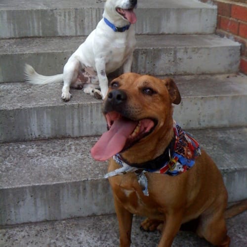 Rusty *Adoption Pending*