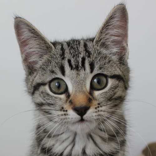 Bronte (Adoption Pending)