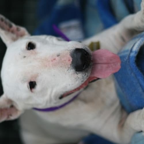 No photo for Rosie   Sweet Sweet Girl!