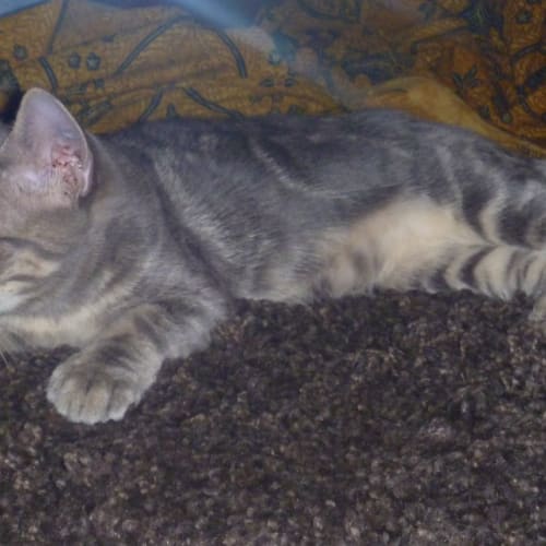 No photo for ** On Trial With His New Family ** Wesley