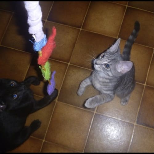 No photo for **On Trial In My New Home** Grayson