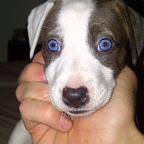 No photo for Topaz (On Trial)