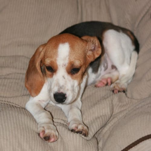 No photo for Miley   On Hold