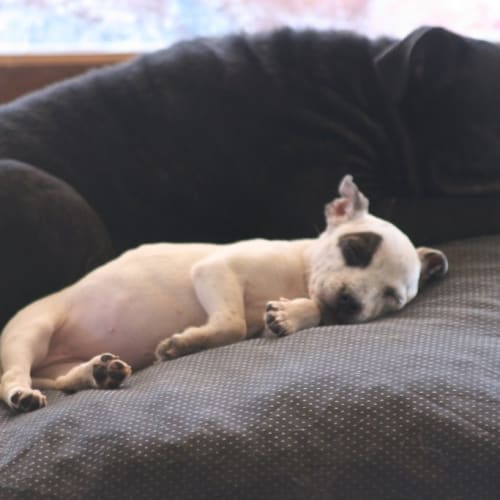 No photo for Evie   On Hold