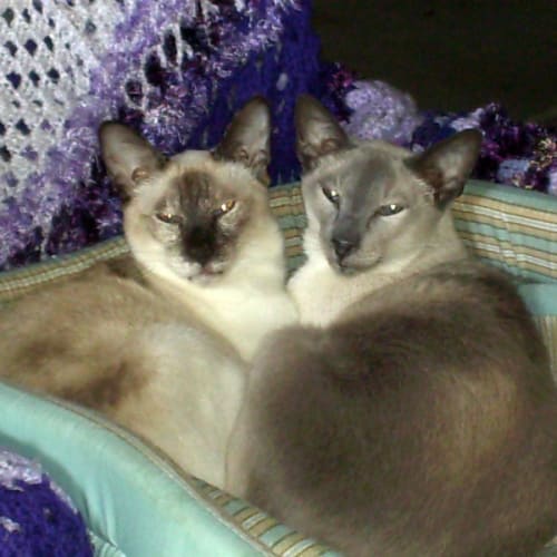 Diana and China On Trial in Their New Home!