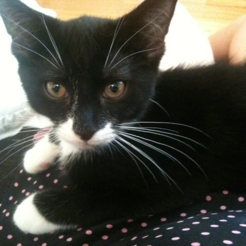 Billy'Adoption Pending'