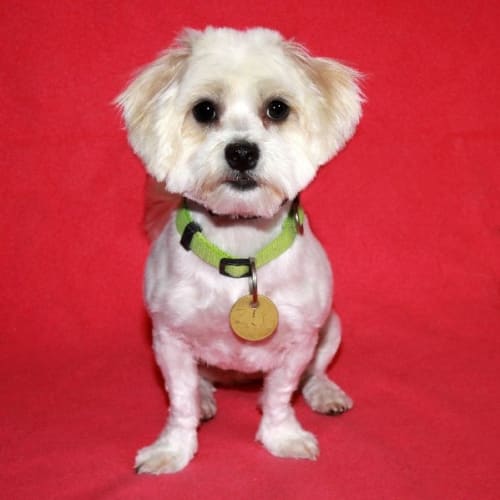 No photo for Prudence