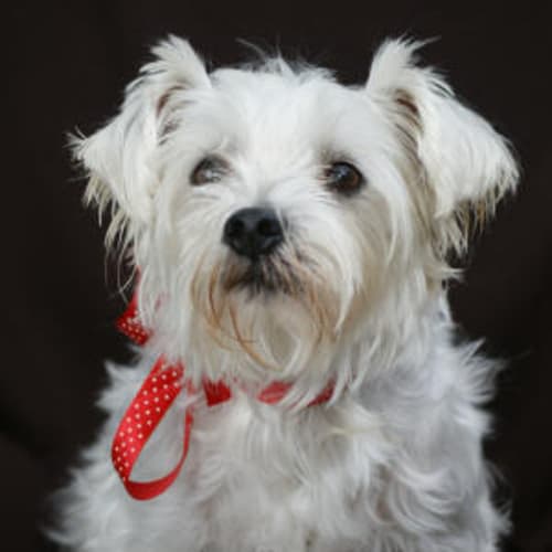 No photo for Campbell