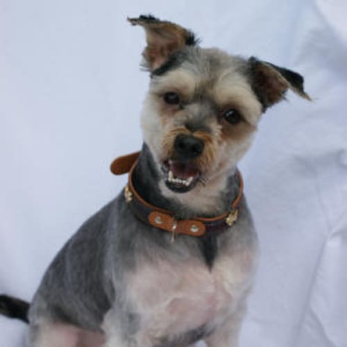 No photo for Atticus