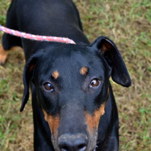 No photo for Angie   I'm On Trial In My New Home