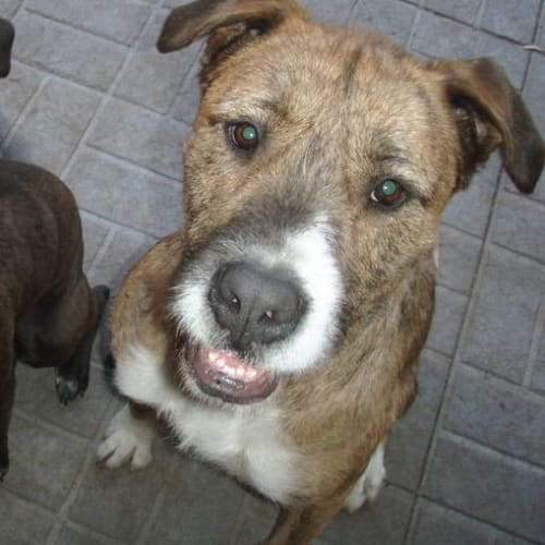 No photo for Frank *Adopting Pending*