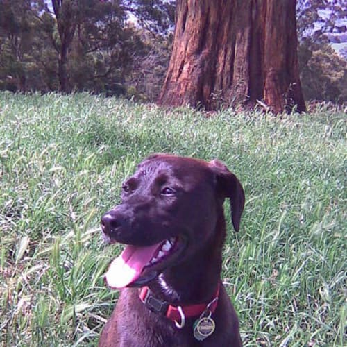 No photo for Jackie *Adoption Pending*