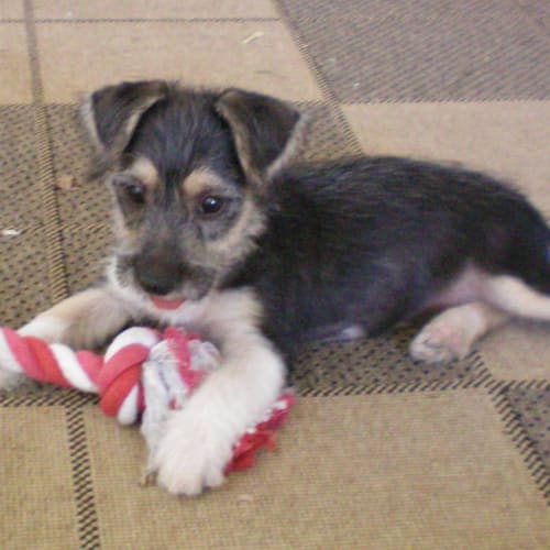 No photo for Pogo *On Trial*