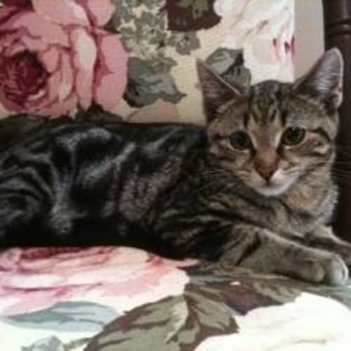 No photo for Carvell