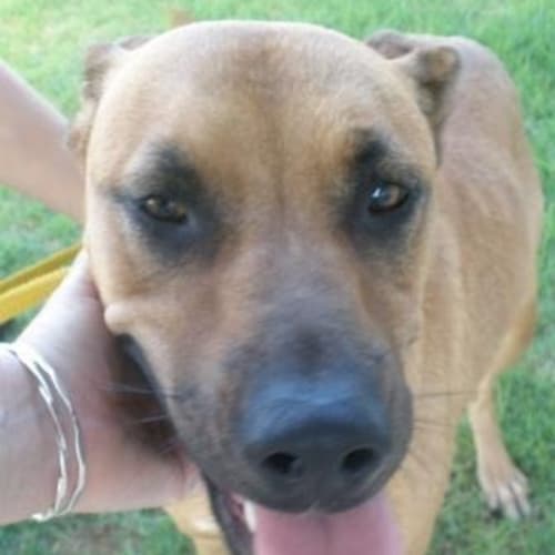 No photo for Georgia Is In The Pound Urgent Foster