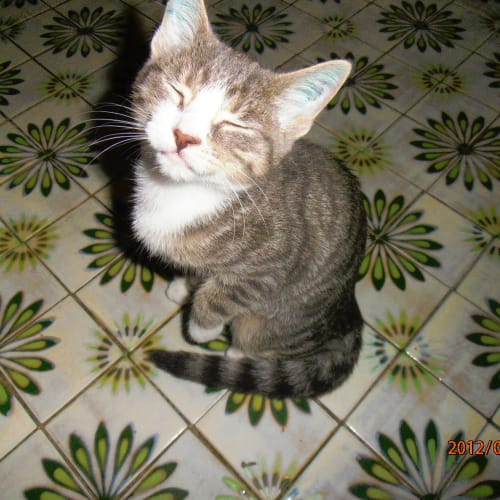 No photo for 6 12 Weeks Old Kittens